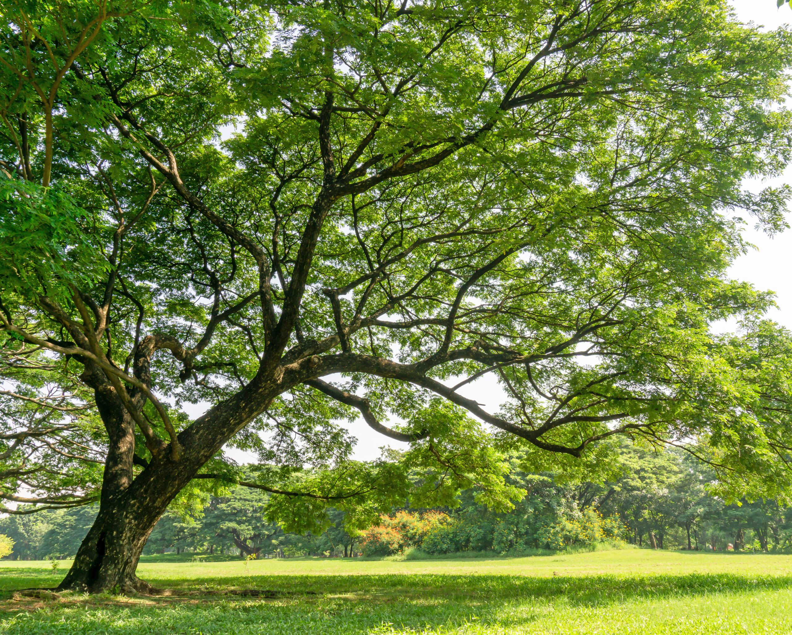 Rain tree with green leaves sprawling shade on green grass