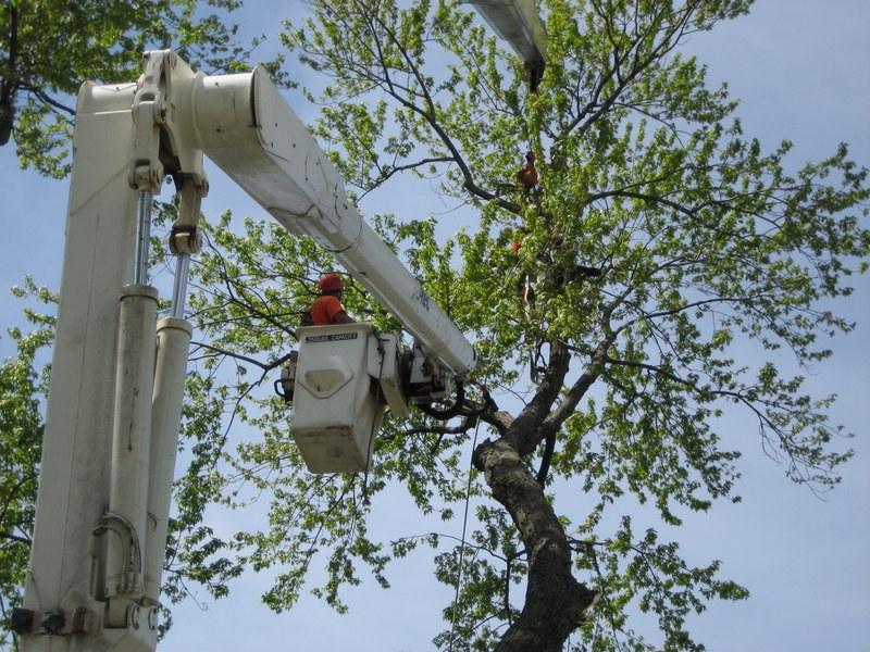 Arborist pruning a tree using an elevated platform on the hydraulic articulated arm of a cherry picker