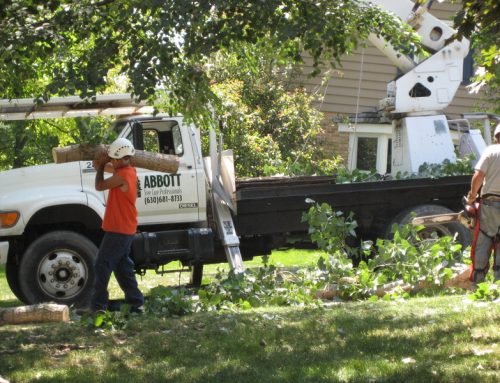 Understanding Tree Service Quotes