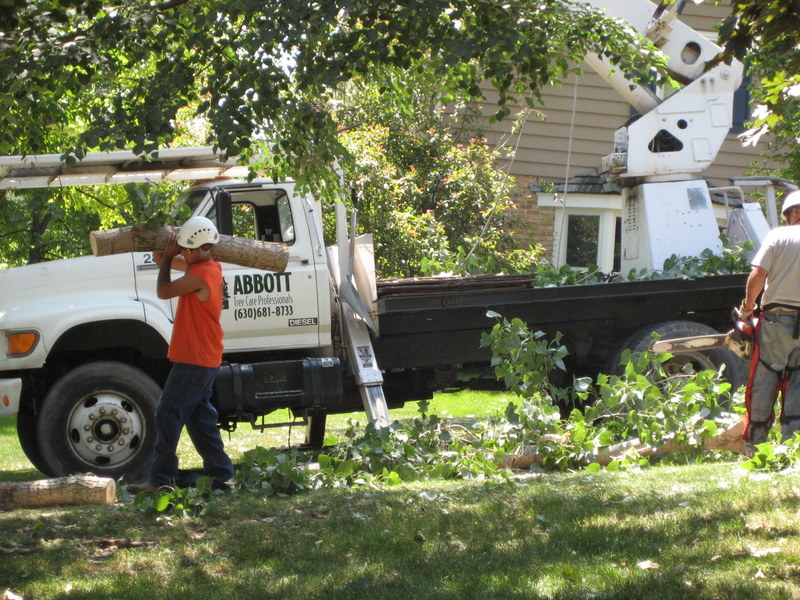 Abbott Tree Care Professionals Team Working with Fallen Tree in Front of Truck