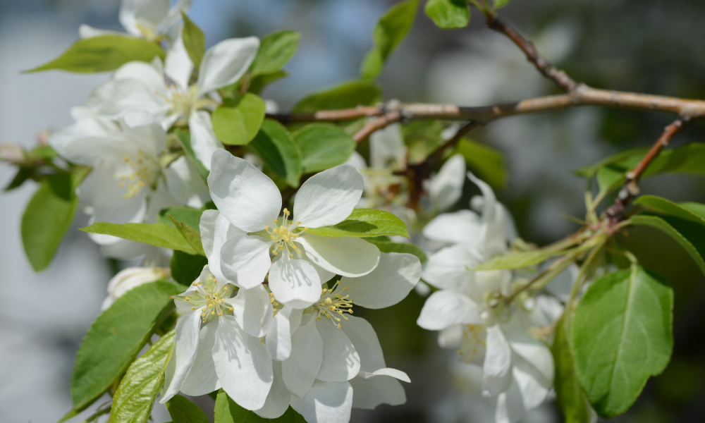 Close up of white crab apple tree blossoms