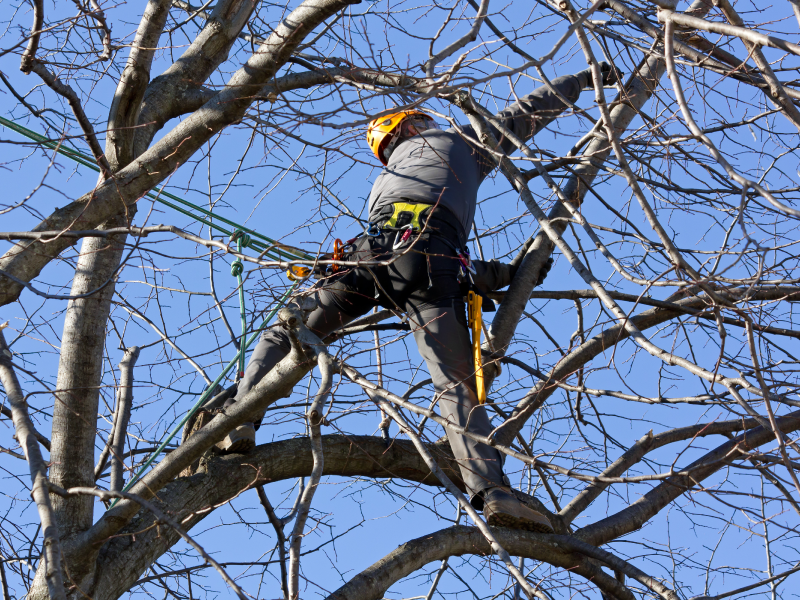 Tree Climber Pruning Tree