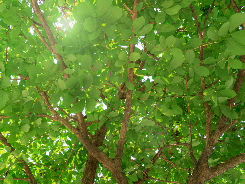 Close up of Green Leaves and Tree Branches