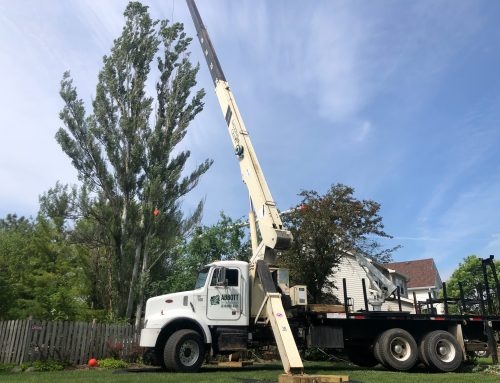 How to Choose the Right Tree Service