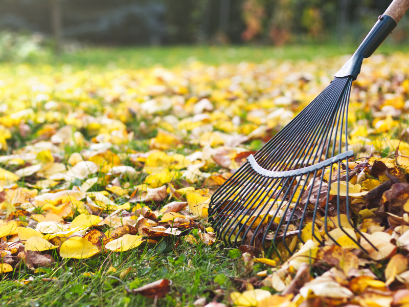 Rake with fallen leaves at autumn