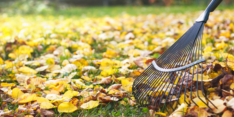 Rake with fallen leaves at autumn