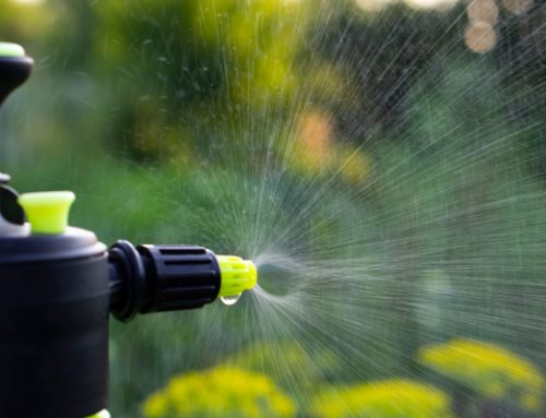 Watering Your Trees and Preparing for Summer Drought