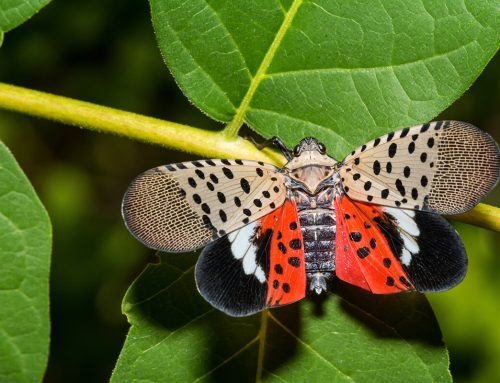 Spotted Lanternfly In Illinois: What You Need to Know