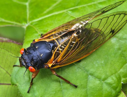 Preparing for Incoming Cicadas