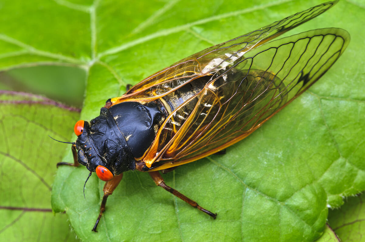 17 Year Periodical Cicada