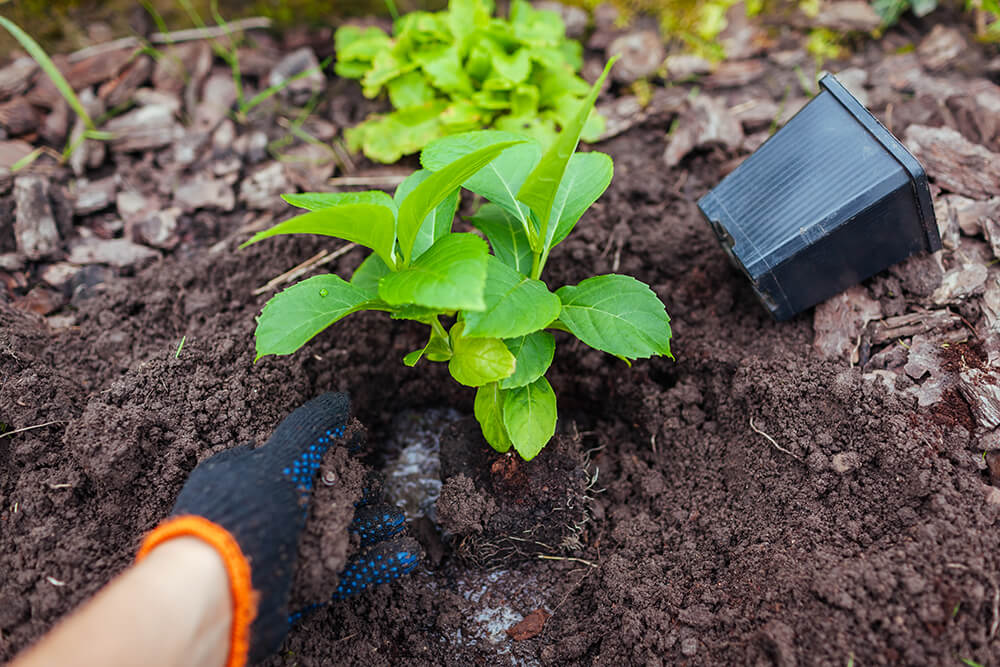 A person caring for a young plant in soil