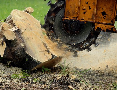 What Is Stump Grinding?