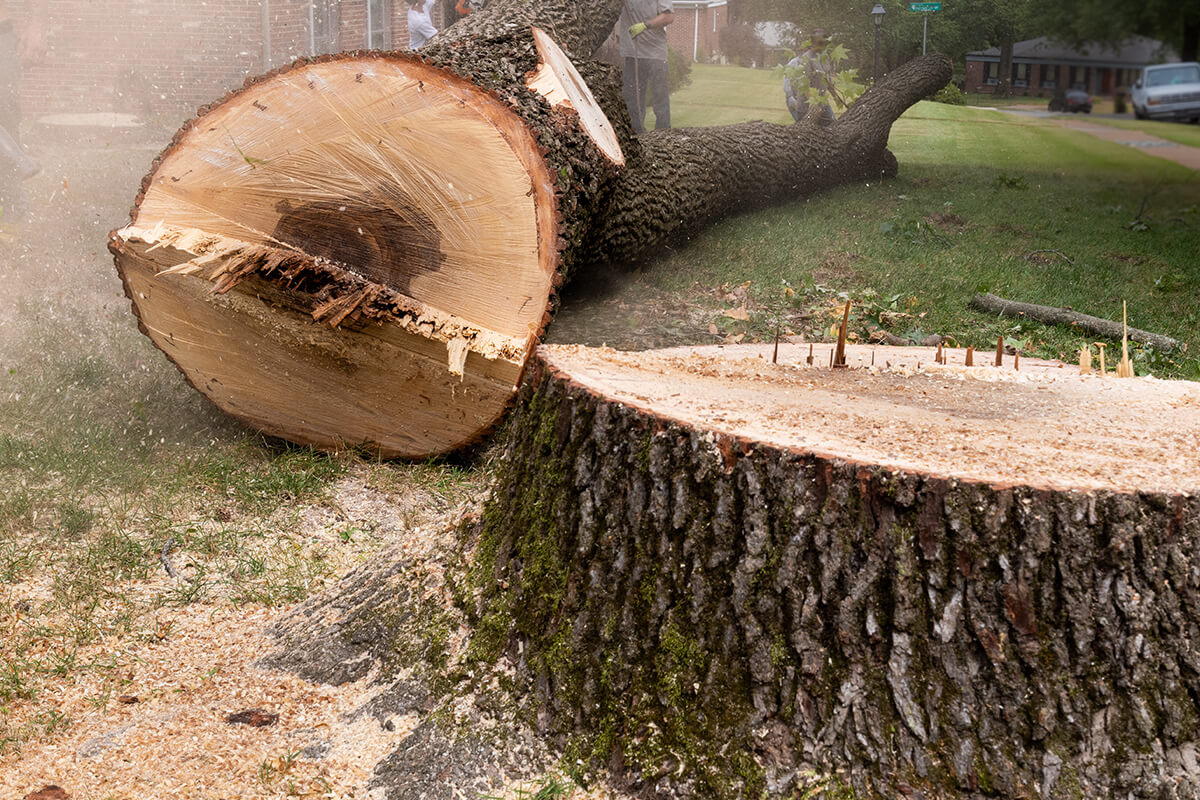 Stump of tree after the tree is cut down