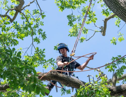 The Benefits of Hiring a Certified Arborist