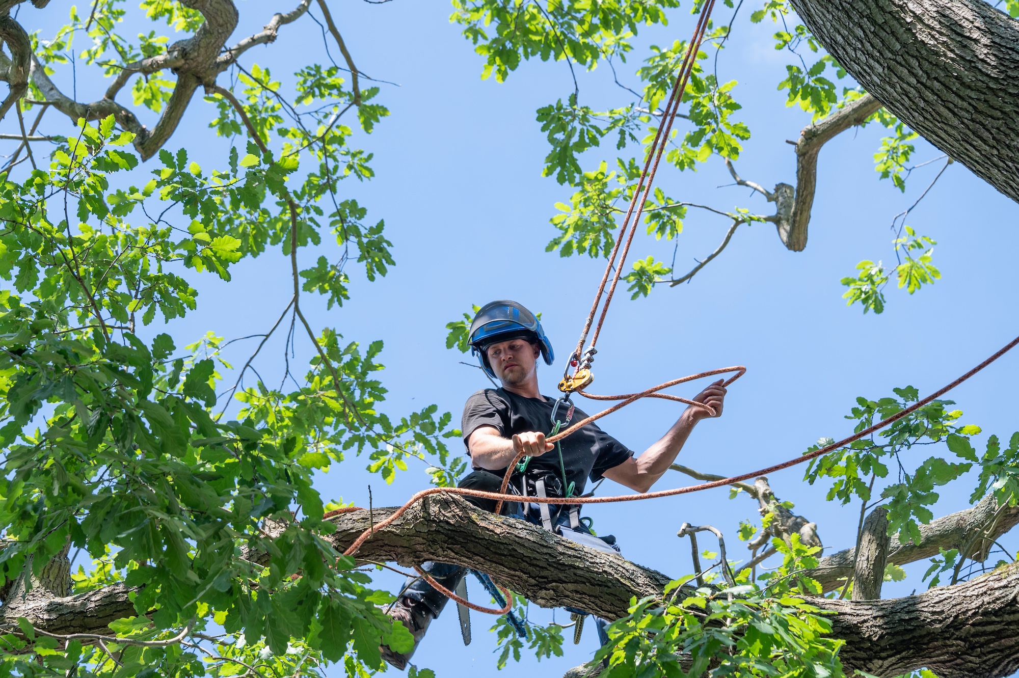 A Tree Surgeon or Arborist adjusts his safety ropes while standing high up a tree