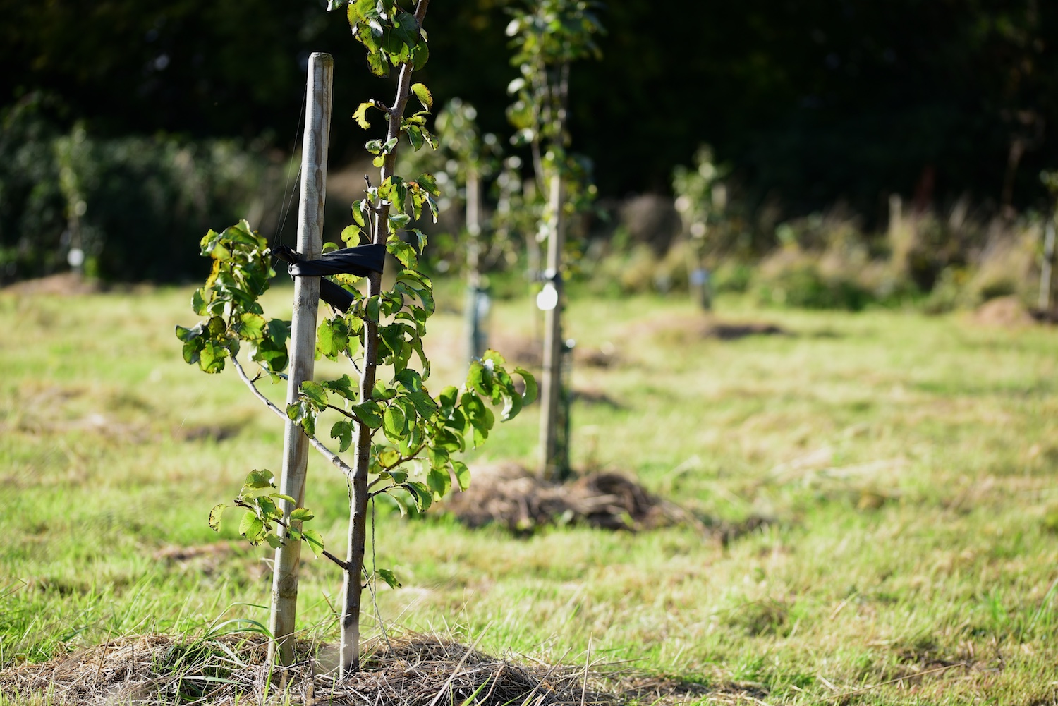 Young Fruit Trees Growing in a Community Orchard