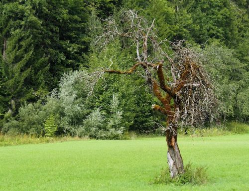 How to Deal with a Dead Tree In Your Yard