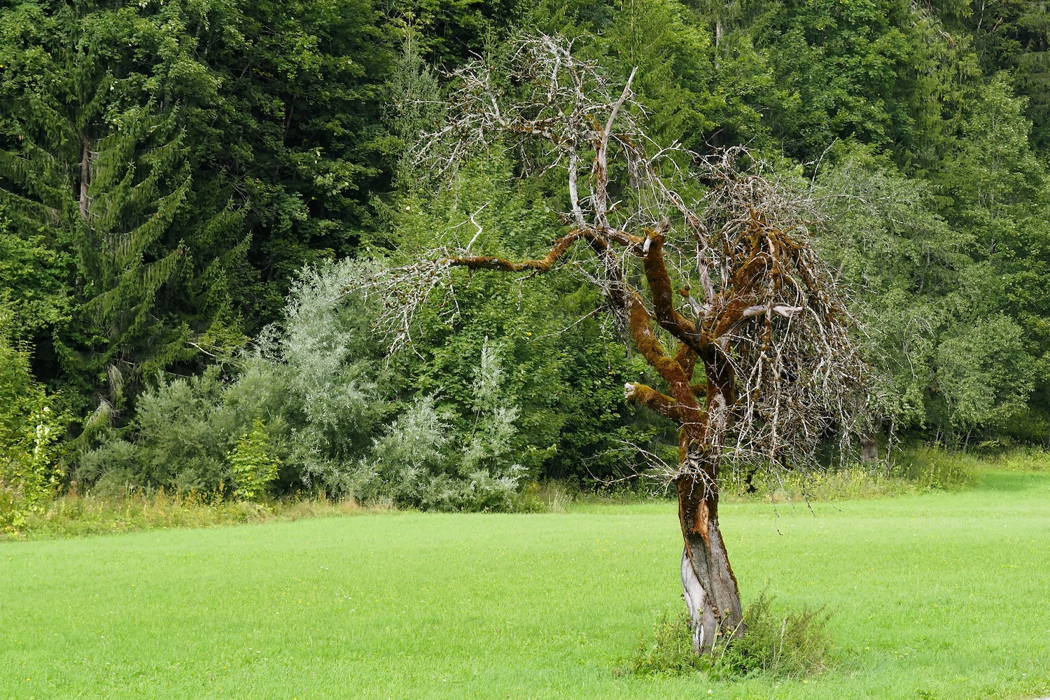 Old Dead Apple Tree Standing Alone in a Meadow