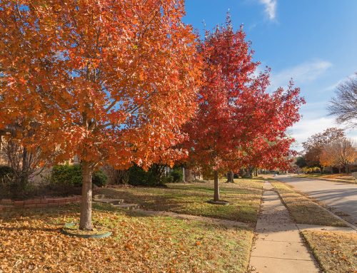 How to Prepare Your Trees for Winter