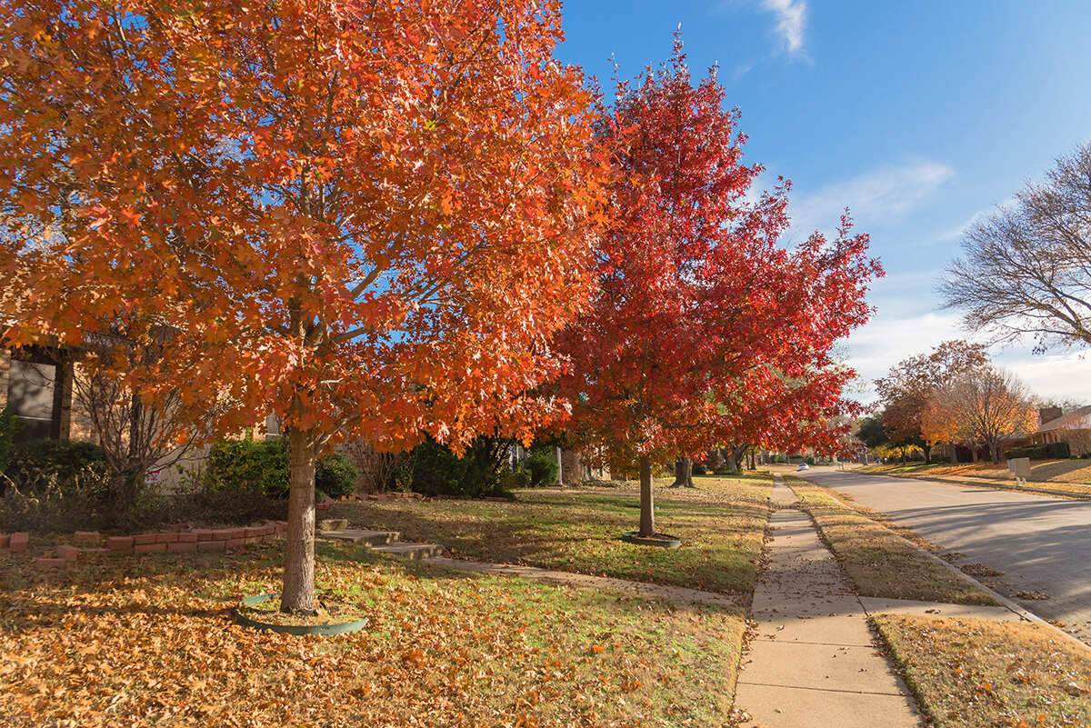 Autumn trees