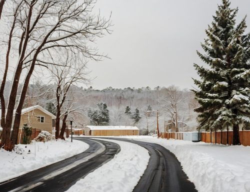 10 Questions to Ask Before Scheduling a Winter Tree Inspection