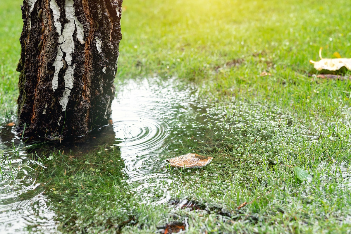 Garden,Bushes,,Tree,And,Green,Grass,Lawn,Covered,With,Water