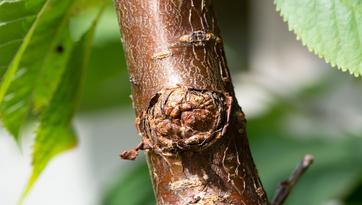 A,Common,Bacterial,Canker,Symptom,Showing,Cankers,And,Gummosis,Of bacterial canker on a cherry tree stem