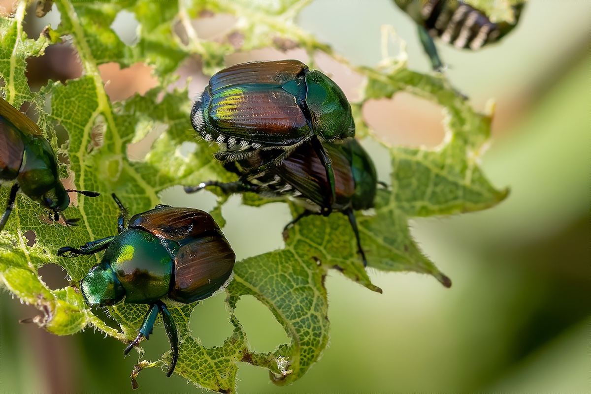 Japanese beetles on a leaf