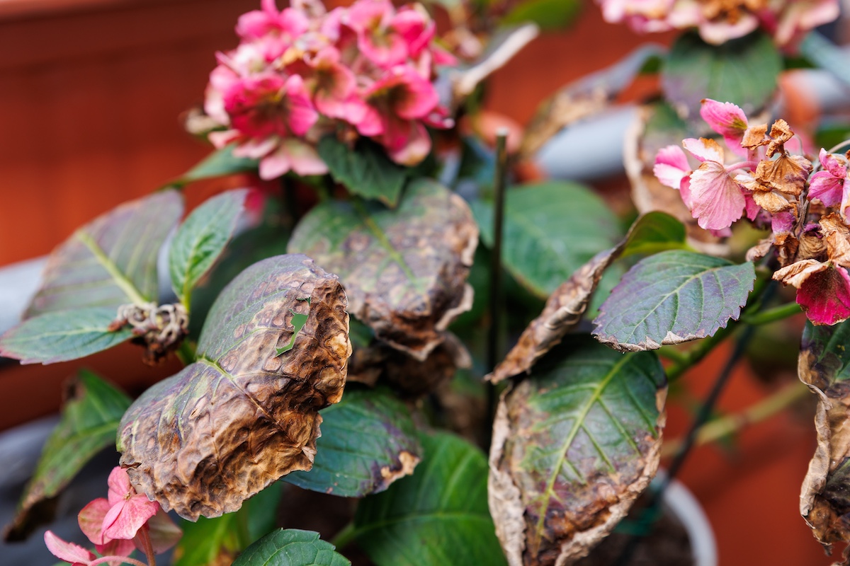Faded hydrangea flowers with brown petals and scorched leaves show signs of heat stress and decay.