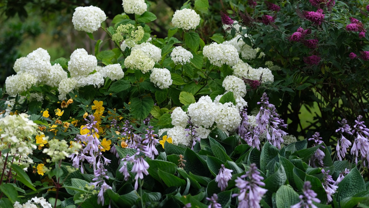 Lush garden filled with blooming hydrangeas, hostas, and colorful summer flowers in full bloom.