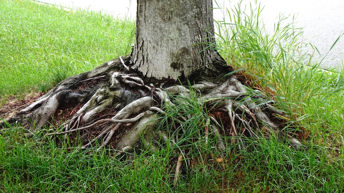 Excessive,Mulch,Cuased,Tree,Root,Gordling,Around,The,Base. Excessive mulch caused tree root girdling around the base.