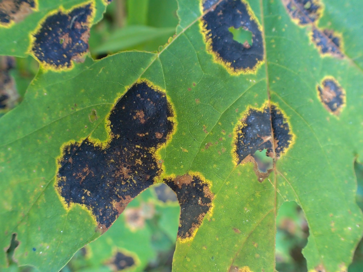 Maple leaf with an infection. Tar spot on maple trees