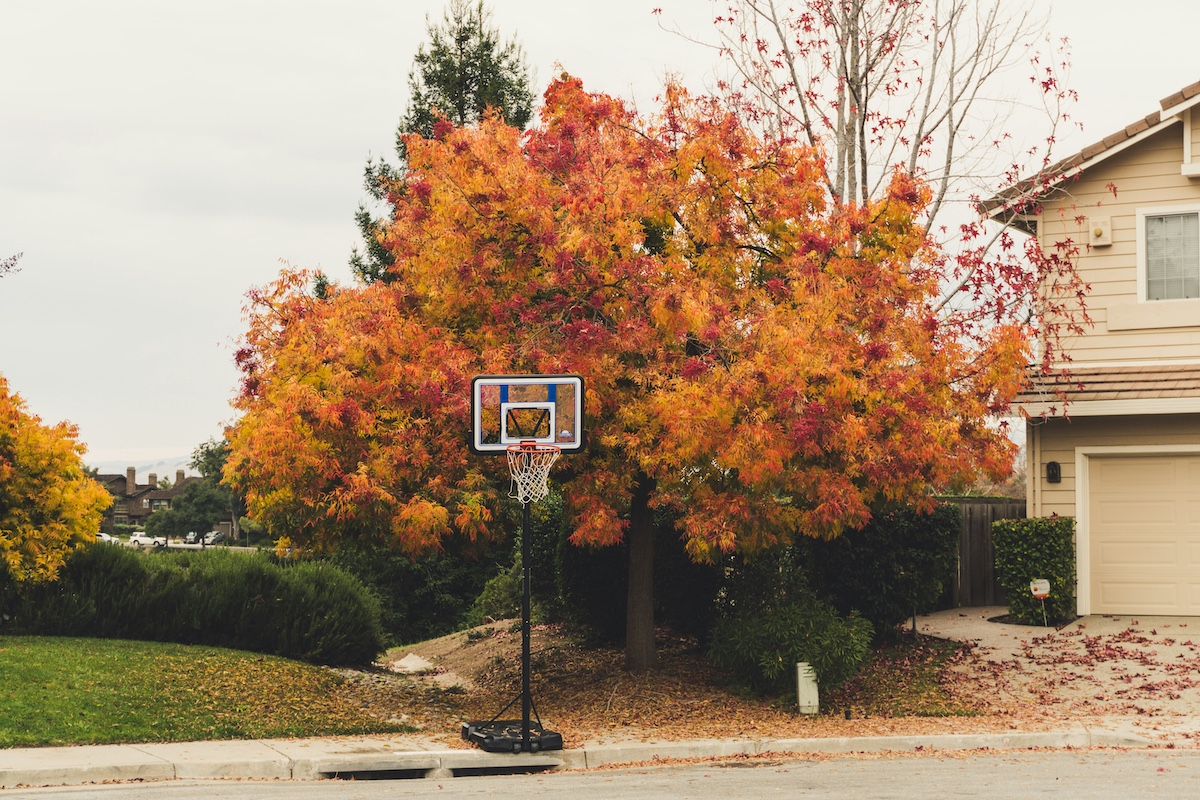 Basketball Hoop In front of Autumn Tree in Cul-de-sac