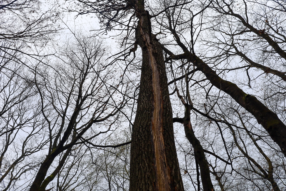 Tall tree with a damaged trunk, surrounded by other leafless trees. A long crack is visible on the tree trunk, exposing lighter wood.