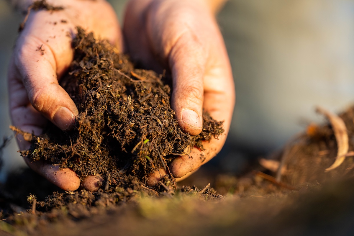 Person holding a soil sample in hand