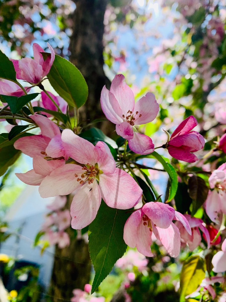A crabapple tree limb in bloom