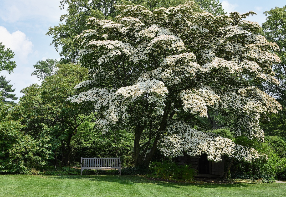 A large blooming white dogwood tree with a bench beside it in the shade of the tree on a beautiful spring day