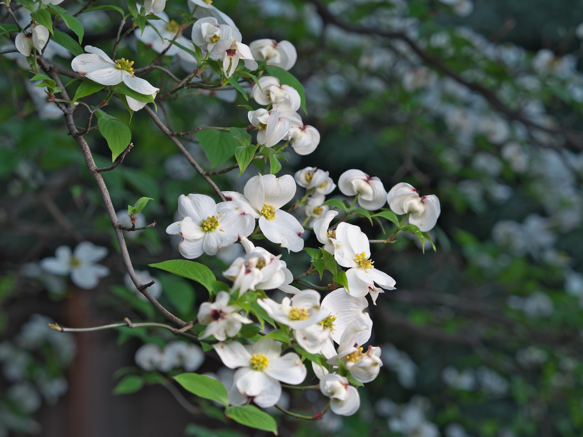 Flowers of flowering dogwood on blue sky background
