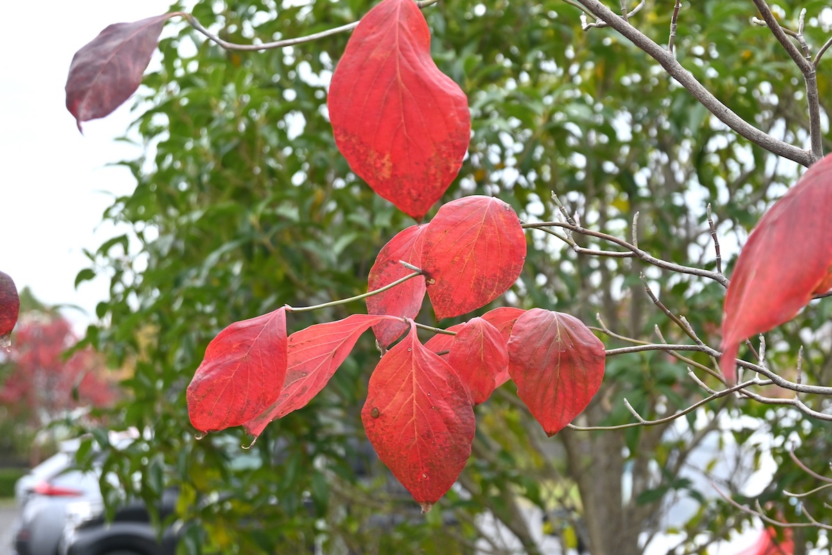 Flowering dogwood (Cornus florida) autumn leaves. A Cornaceae deciduous tree native to North America. Its beautiful flowers and autumn leaves make it popular as a garden tree or roadside tree.