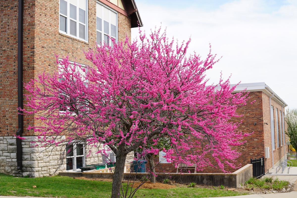 A colorful blooming Eastern Redbud tree in front of a brick elementary school.