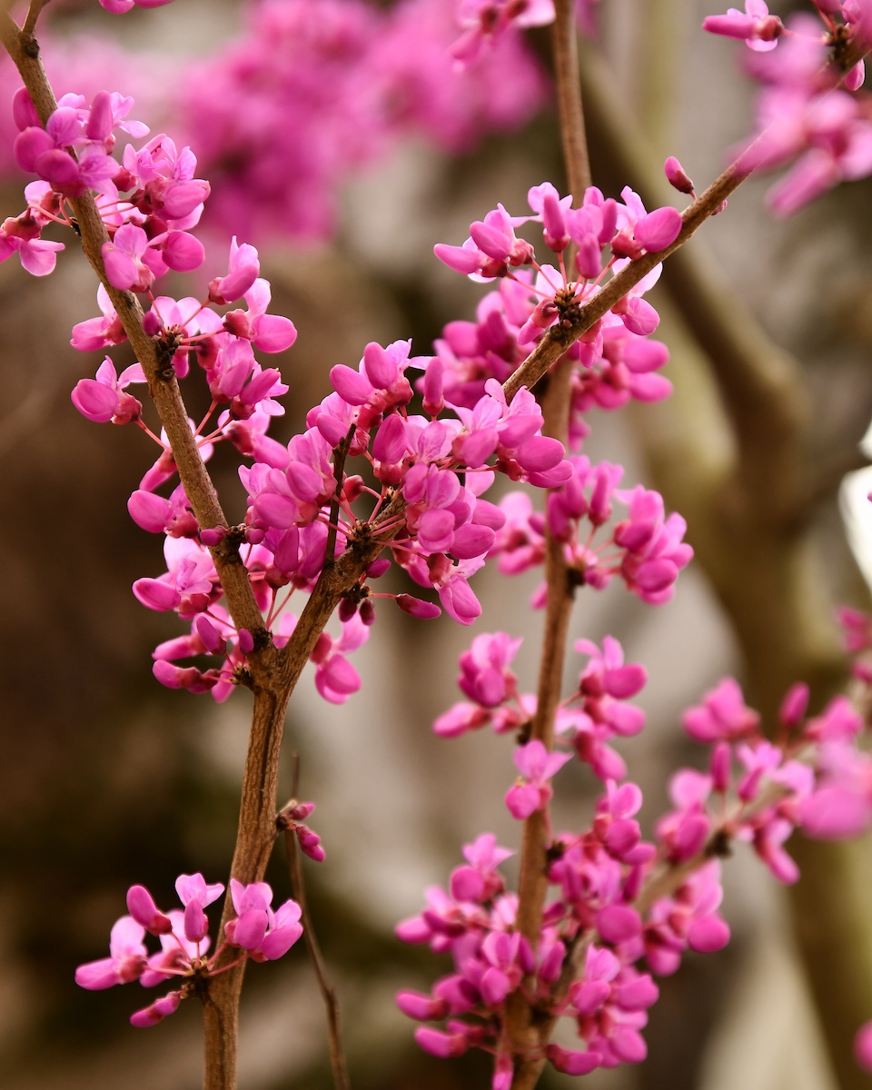Eastern Redbud(Cercis canadensis),is a small North American tree with pink-magenta spring flowers blooming on bare branches.Its heart-shaped leaves and compact size make it a popular ornamental choice