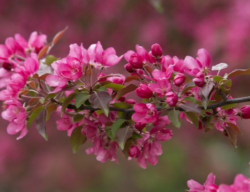 What are Ornamental Trees?