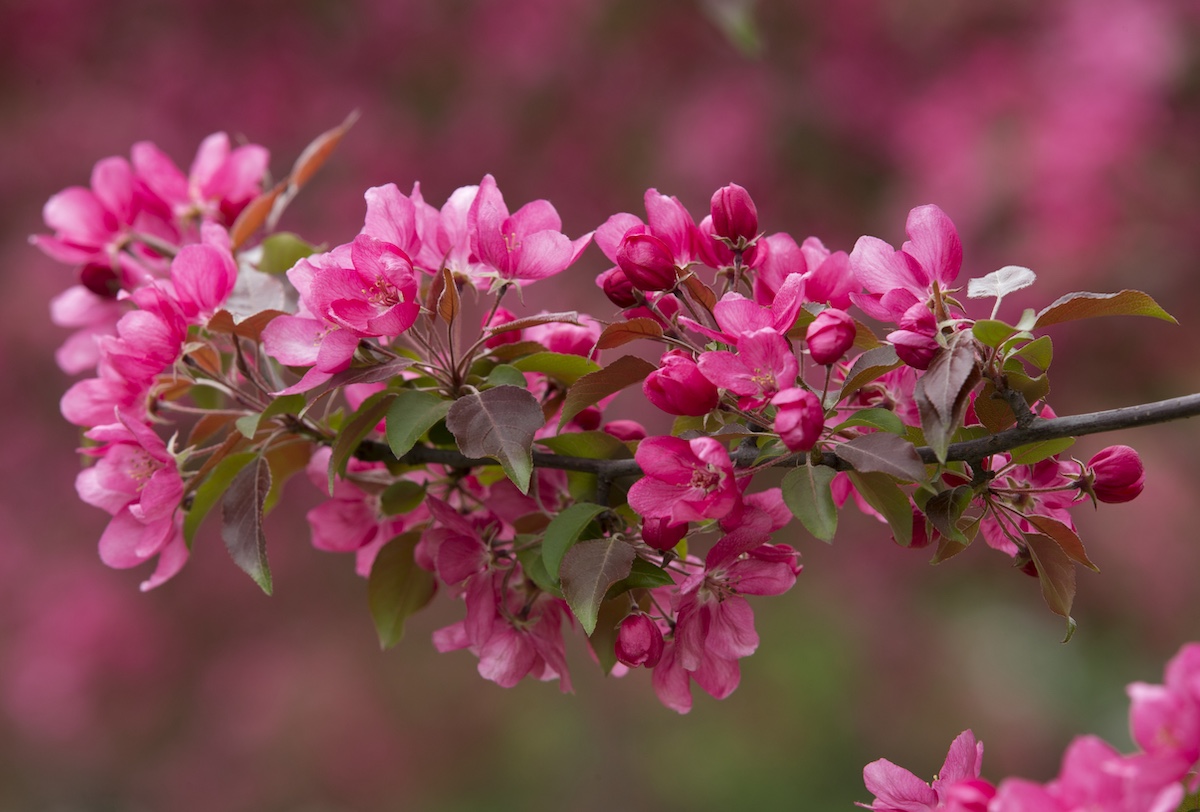 Delicate pink crabapples blossom in spring