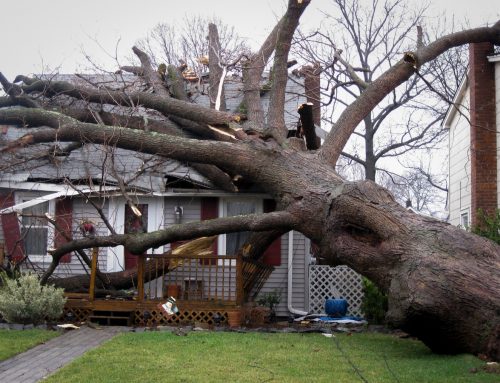 Emergency Guide: What To Do If a Tree Falls On Your House