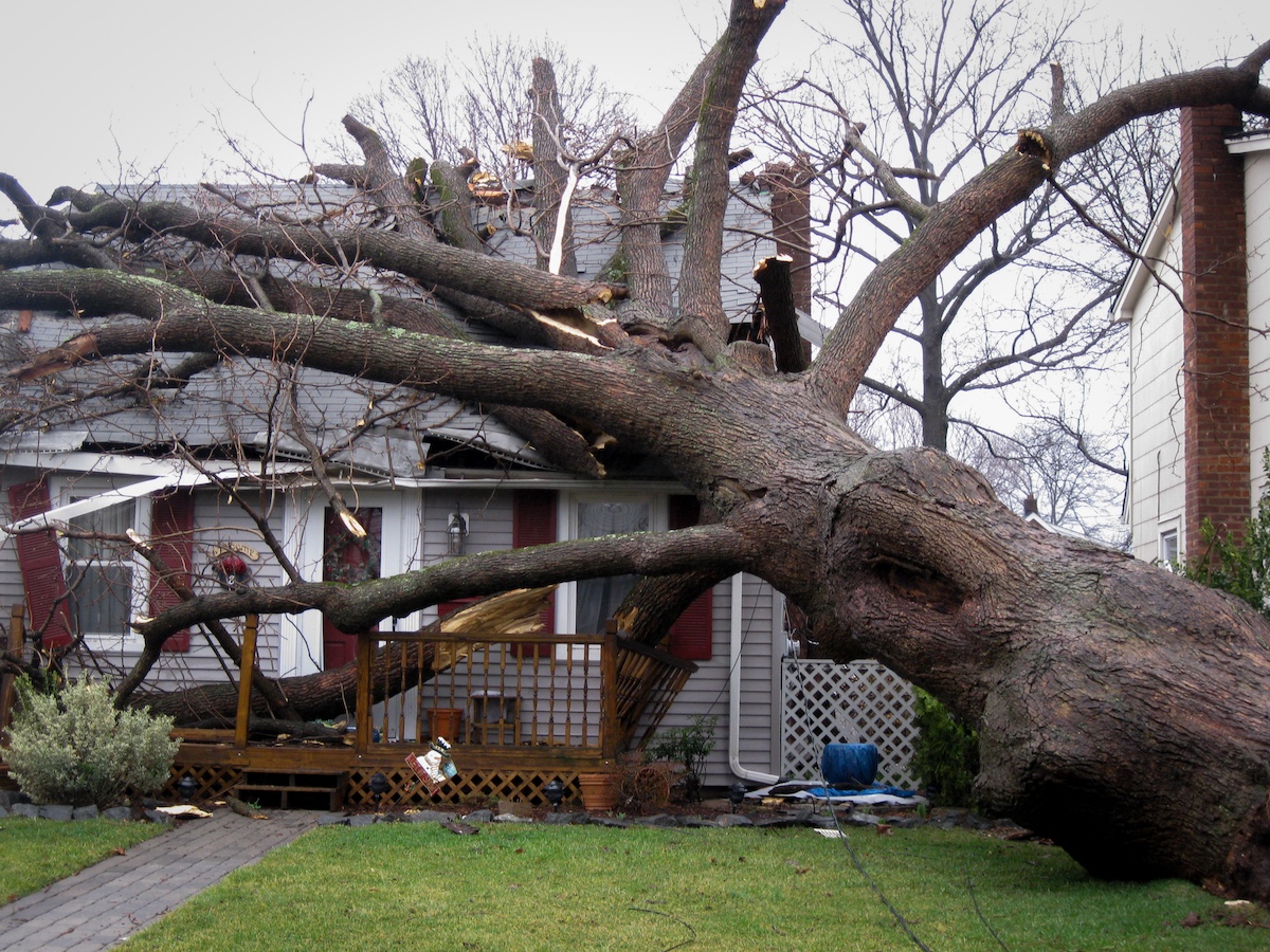 A large tree lays on top of a house in the aftermath of a storm.