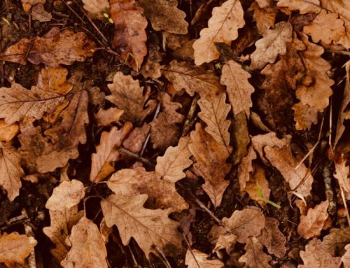 Why Are My Tree’s Leaves Turning Brown or Falling Early? What Fall Tree Stress Can Tell You